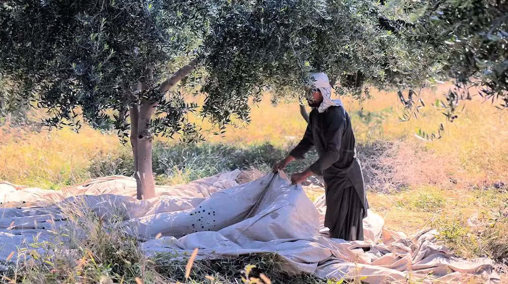 Pakistani Company Wins Top Honors at World’s Largest Olive Oil Competition